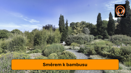 Bambus obrázek.png